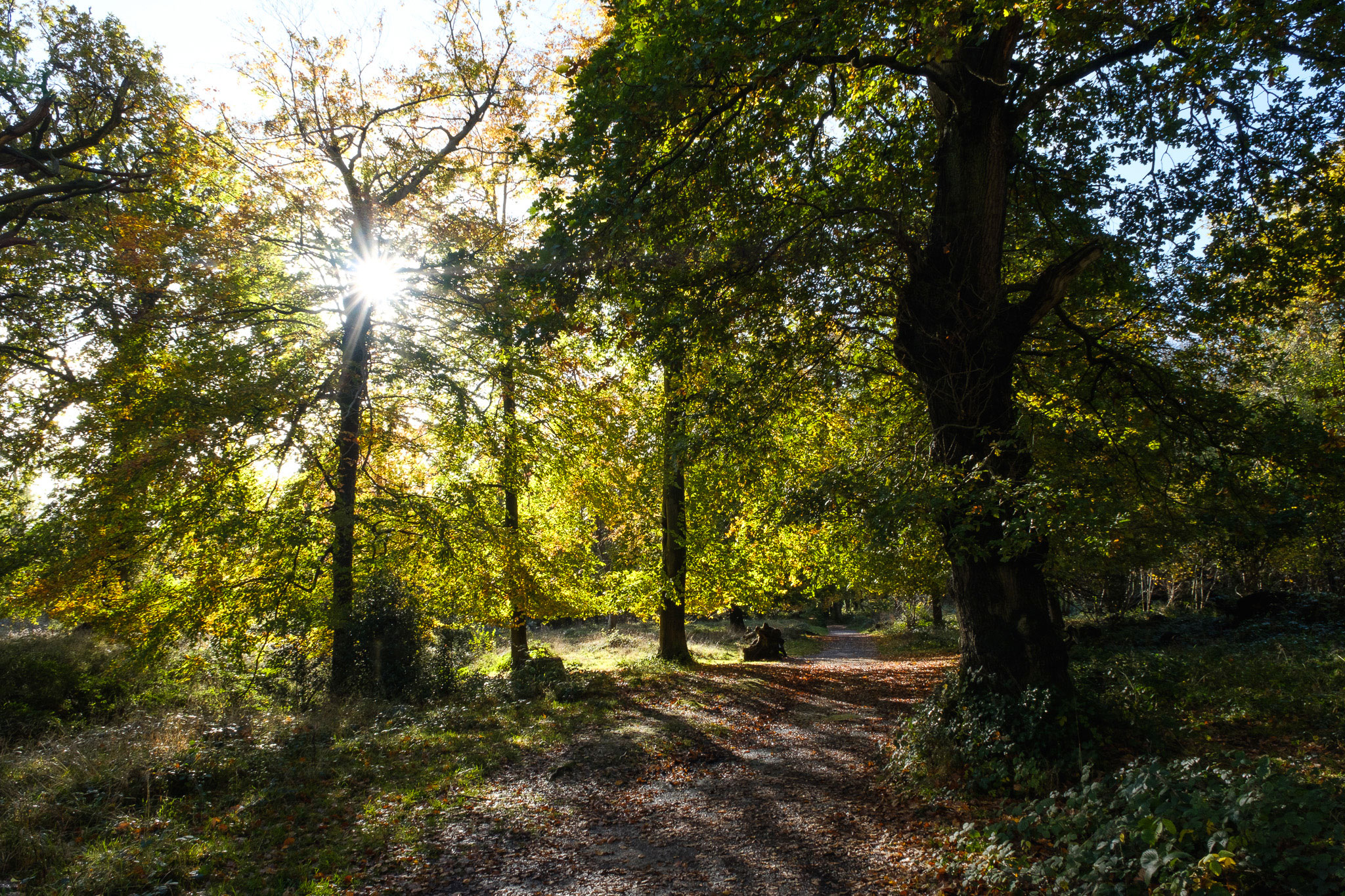 Leigh Woods near Bristol with autumnal colours photographed with Fujifilm Astia